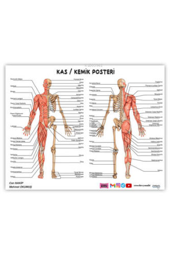 2024 ÖABT Beden Eğitimi Öğretmenliği Kas-Kemik Posteri | Can Nakip | Y