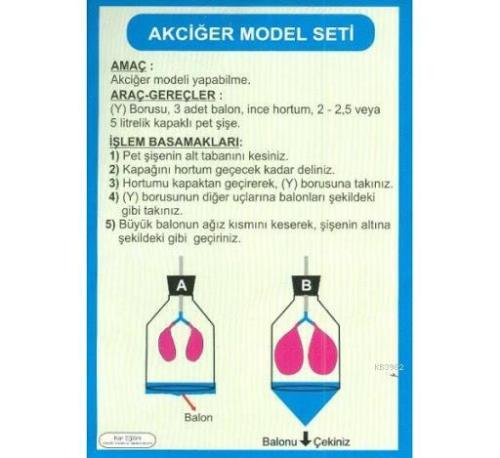 Akciğer Model Seti | | Karışık Eksikler